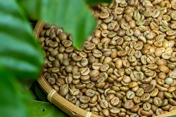 Robusta FAQ Coffee