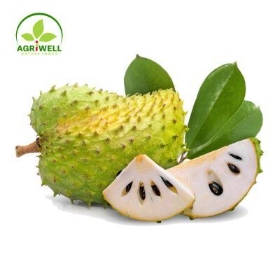 Soursop