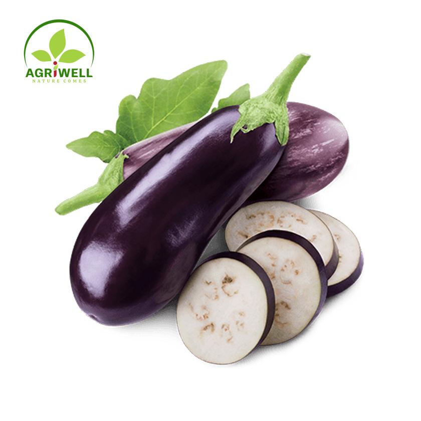 Eggplant Eggplant