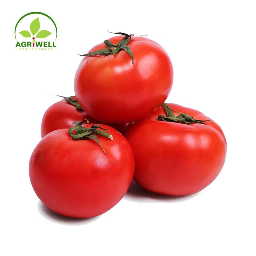 Tomatoes Tomatoes