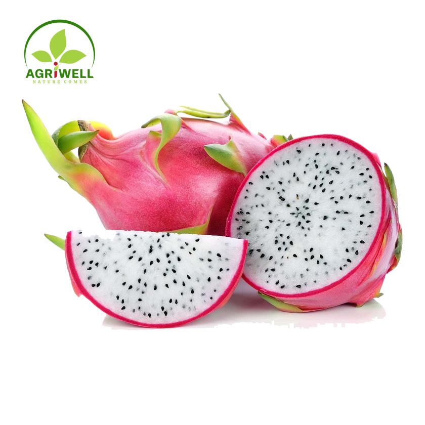 Dragon Fruit Dragon Fruit