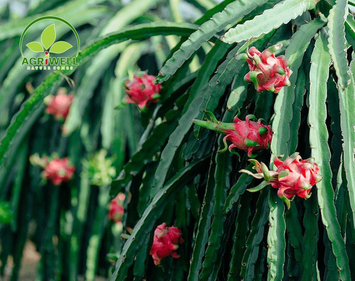 Dragon Fruit Dragon Fruit