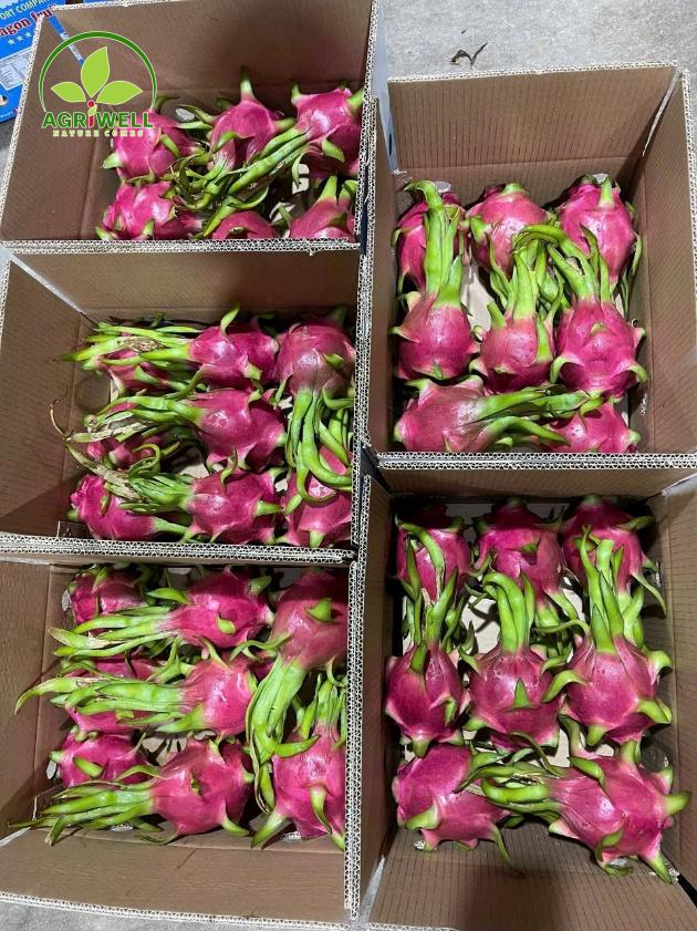 Dragon Fruit Dragon Fruit