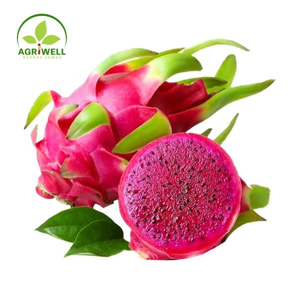 Dragon Fruit Dragon Fruit