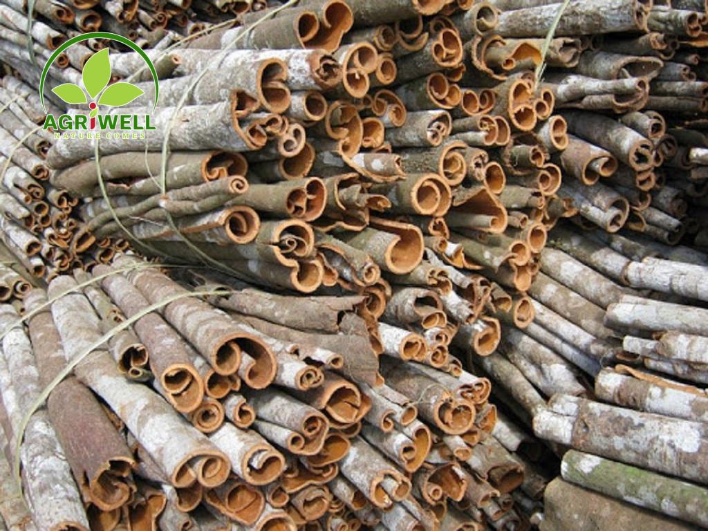 Vietnam Cinnamon Whole Tube Vietnam Cinnamon Whole Tube